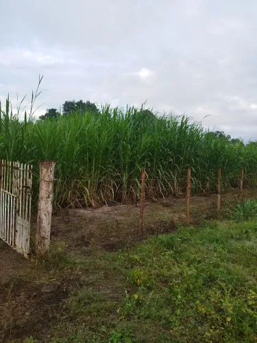 Mudas de Capiacu - Área Produtiva