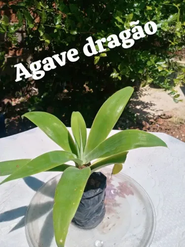 1 Muds de Agave Dragão - Planta Ornamental