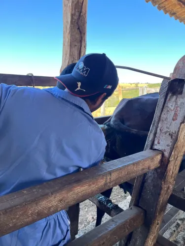 Inseminação artificial em bovinos- iatf 