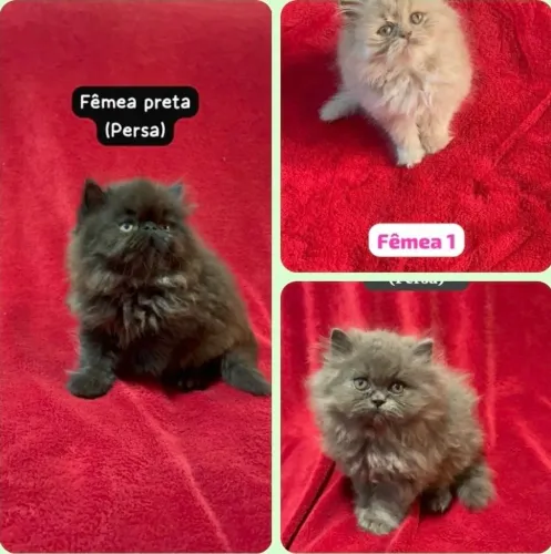 Persa lindos filhotes de várias cores