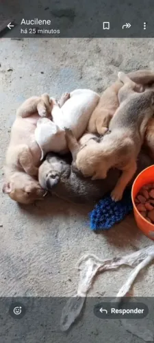 Filhotes de pinscher com vira lata