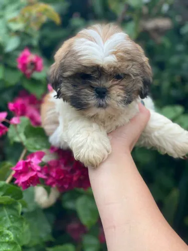 Filhote shih tzu, Um filhote para chamar de seu!