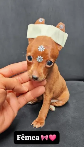 Pinscher 0 - Uma braveza de filhote