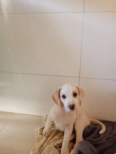 Filhotes de Beagle Harrier á venda