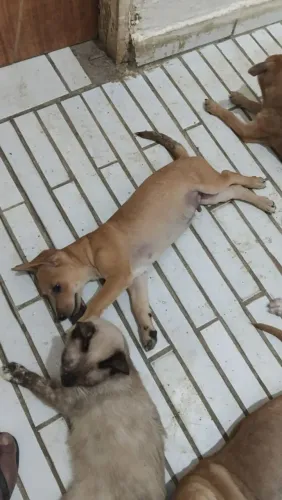 Filhotes de cachorro para doar