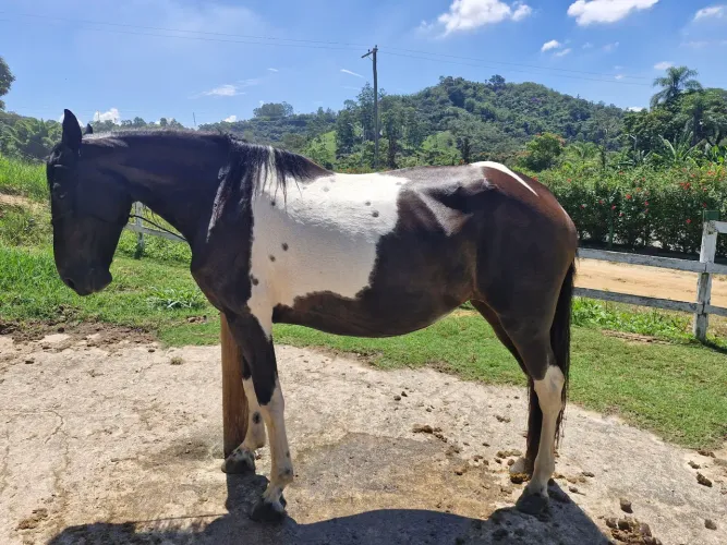 Égua Campolina Pampa de preto Linda
