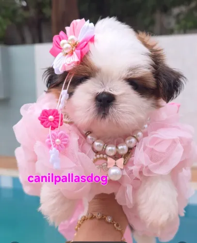 Shih tzu fêmea disponível. 
