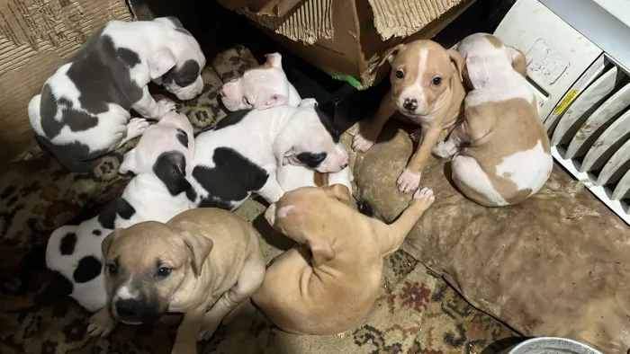 Filhote de PitBull