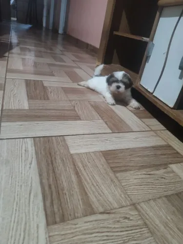 vendo um filhote macho de Shitzu 