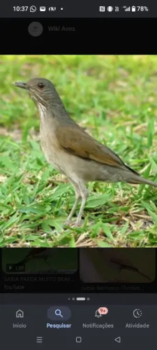 Gaiola 