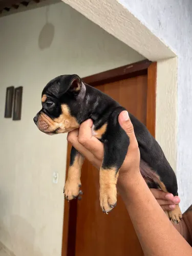 Fêmeas American Bully Puras