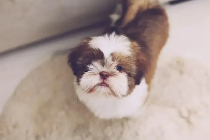 Shih Tzu Filhotinho disponível para uma nova história