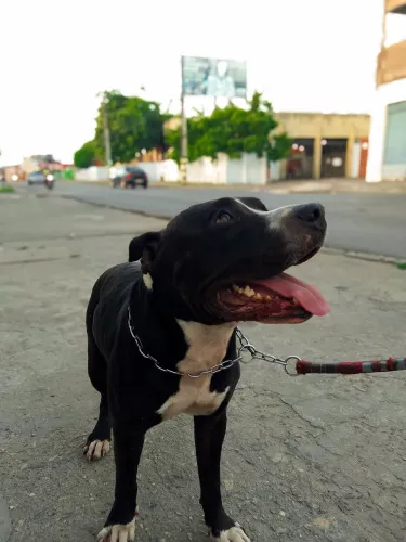 American Bully para cruzar