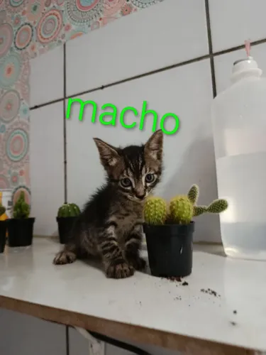 Filhotes de gato pra doação.