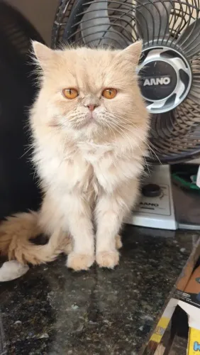 Gato Amarelo da raça Persa. Para Cobertura.