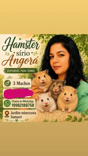 Hamster sírio Angorá 