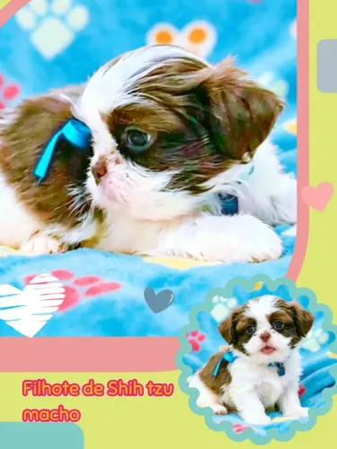 Filhote de Shih tzu macho, com valores promocionais!!!