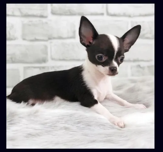 Chihuahua: Um amor gigante embalado em dose micro