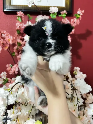 Fêmea Lulu da Pomerânia PROMOÇÃO