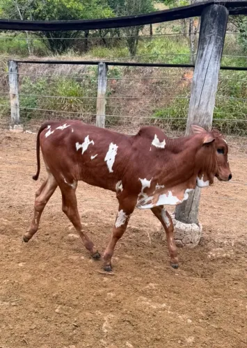 Bezerros Nelore Pintado