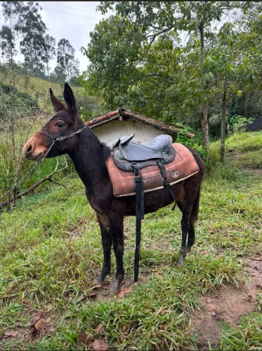 Mini burrinho Manso