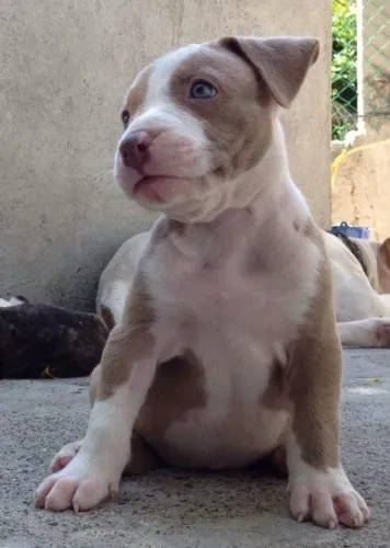 Pitbull Um vínculo que não se desfaz
