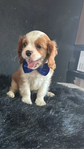 Cavalier king macho a pronta entrega