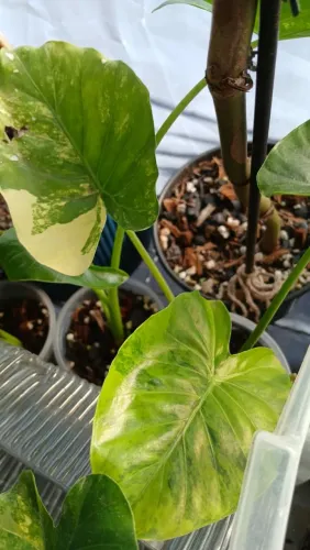 Alocasia odora variegata 