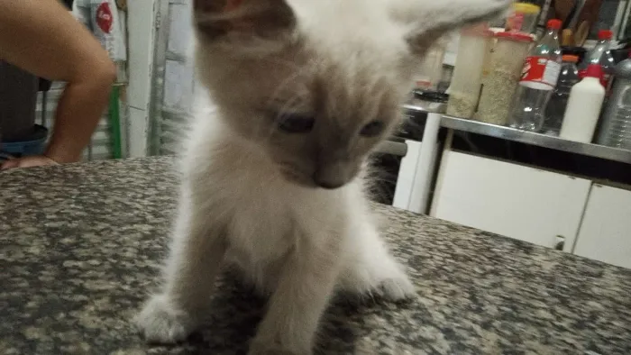 Doação de Gatinha