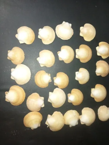 Conchas mescladas, grande quantidade ótima qualidade e preço!