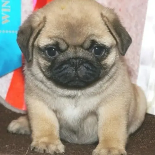 Filhotes de Pug | Sempre pronto para brincar.