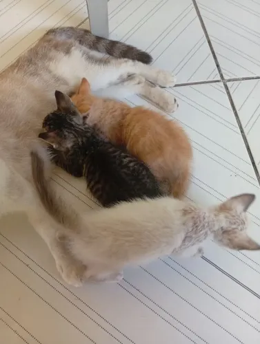 Filhotes de gato 