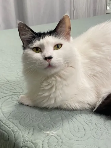 Doação Responsável: Gata Linda, Pelagem Longa Branca e Preta