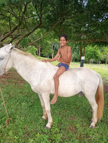 Cavalo manso com arreio