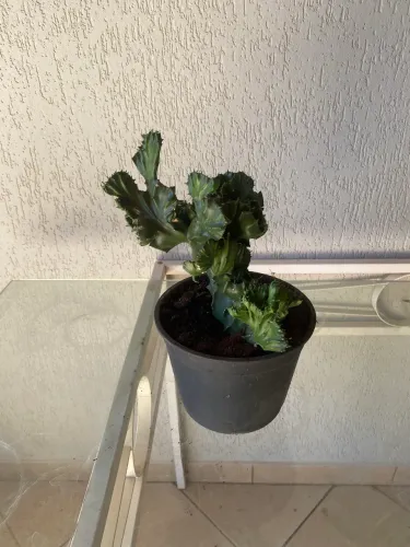  Desapego: Cacto Monstro Raro (Rabo de Sereia) Saudável no Vaso
