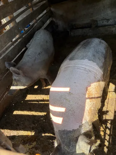 Capato gordo caipira é porca 