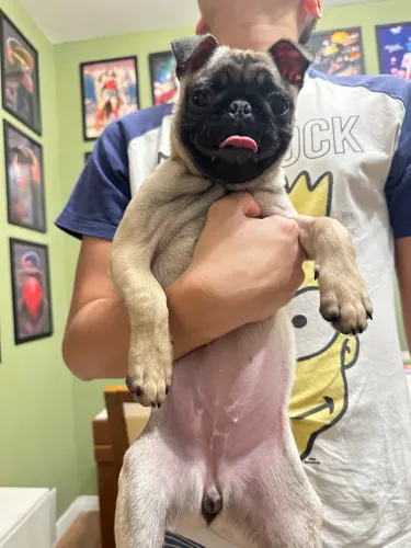 Pug 