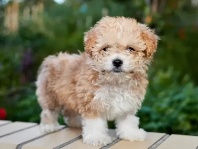 Maltês com poodle champagne caminha brinde