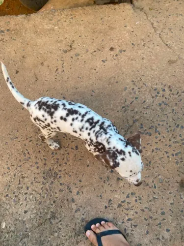 Cachorro dálmata