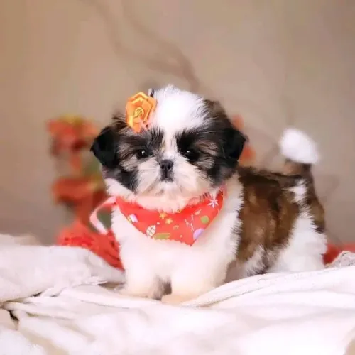 Filhotes de Shih Tzu | Amor que transforma!