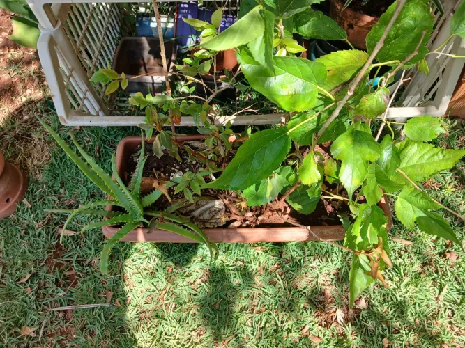 Jardineira com Mudas de Amora já produzindo