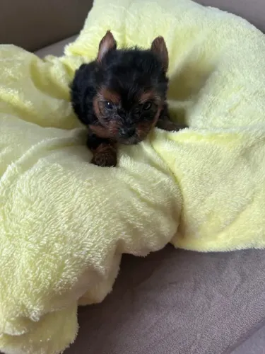 Yorkshire O cachorrinho que você estava procurando