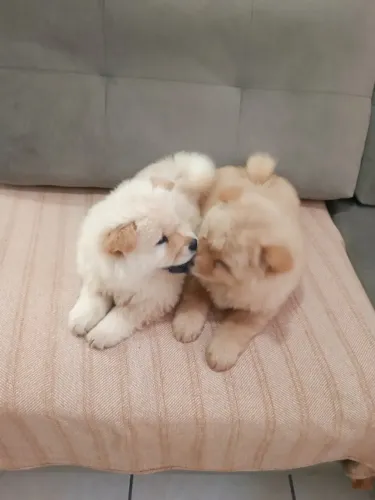 Filhote de Chow Chow - Cor Creme