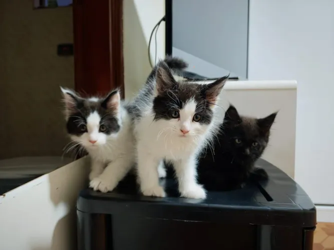 Lindos filhotes Maine coon a pronta entrega