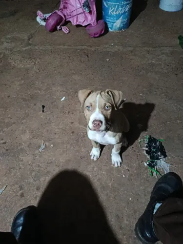 Filhote de Pit Bull
