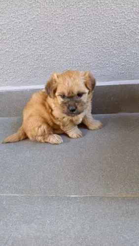 Lhasa Apso filhotes