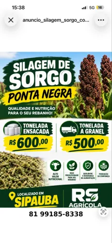 silagem sorgo ponta negra