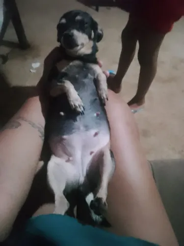 Tiver interessado dos filhotes pinscher ainda vai nascer ainda