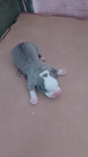 América Bully poket x monster 
