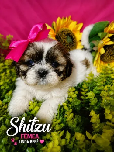 Shihtzu aceitamos cartões